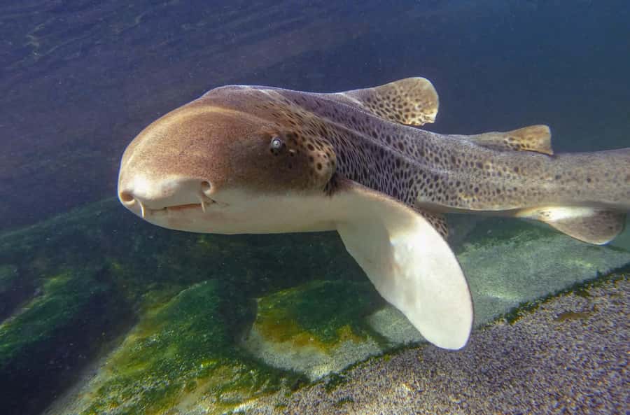 Anna Bay: Irukandji Entry with Zebra Shark Snorkel - Key things to know before you book