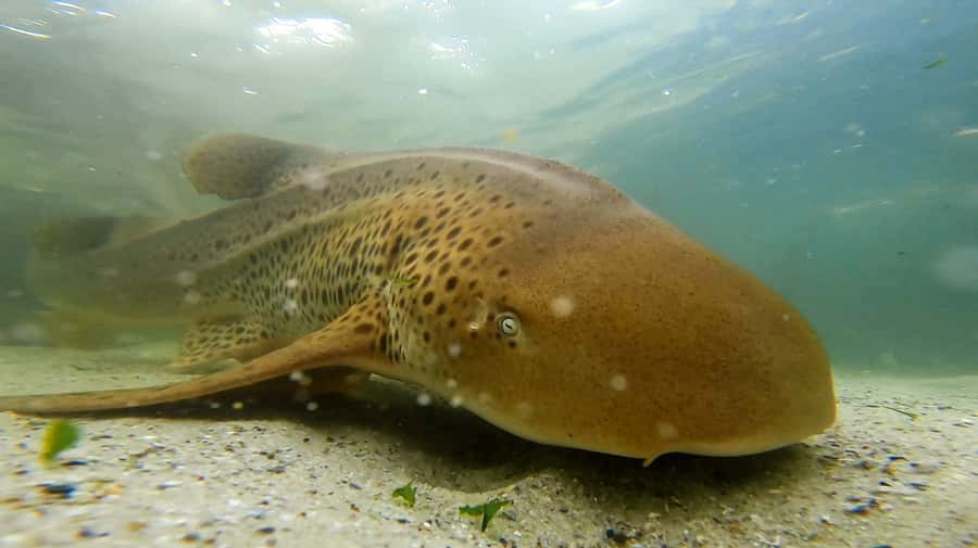 Anna Bay: Irukandji Entry with Zebra Shark Snorkel - Meeting sharks at Irukandji near Anna Bay