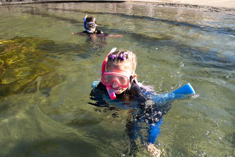 Anna Bay: Irukandji Entry with Zebra Shark Snorkel - Snorkelling beside zebra sharks in the Tropical Lagoon