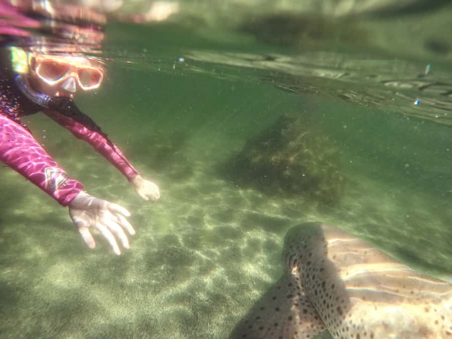 Anna Bay: Irukandji Entry with Zebra Shark Snorkel - What happens during the 150-minute visit