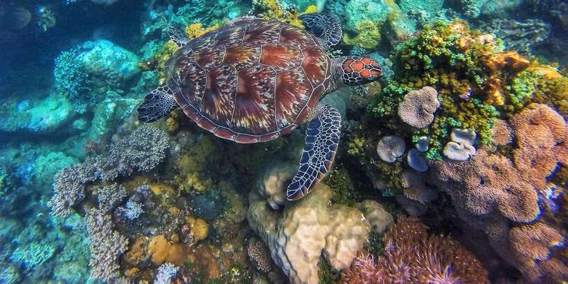 Apo Island Wonders: Snorkel with Sea Turtles in Dumaguete - Is $126 fair for this Dumaguete day trip?