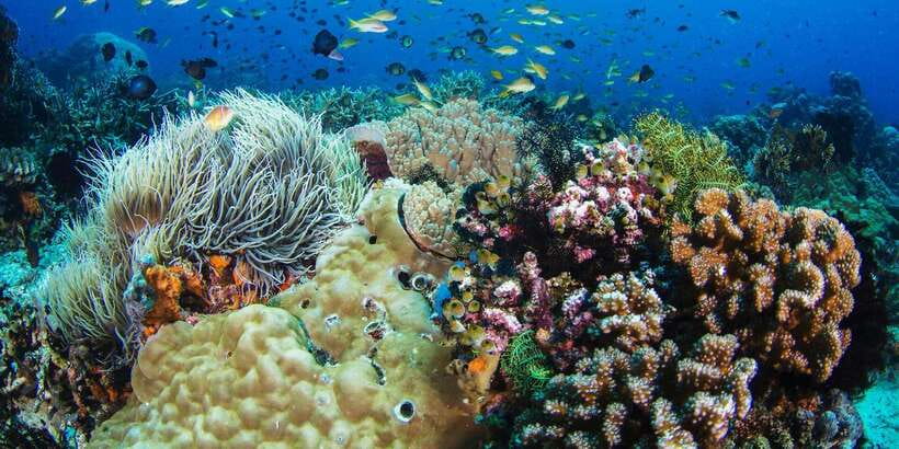 Apo Island Wonders: Snorkel with Sea Turtles in Dumaguete - What to bring and how to prepare