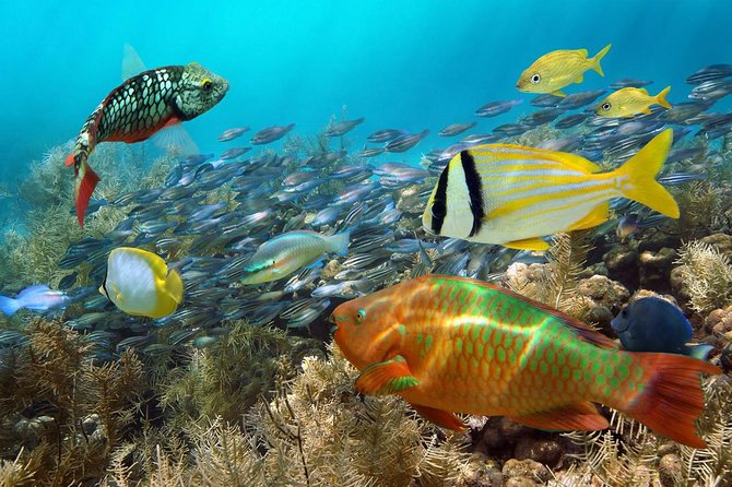 Aruba Mangel Halto and Baby Beach Snorkeling Guided Tour - Snorkel gear, instruction, and what you should bring