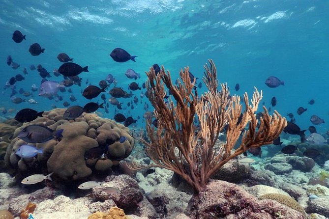 Aruba Snorkeling Tour: Mangel Halto and Baby Beach - What the four-hour schedule feels like
