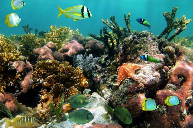 Aruba Snorkeling Tour: Mangel Halto and Baby Beach - Who should book this experience?