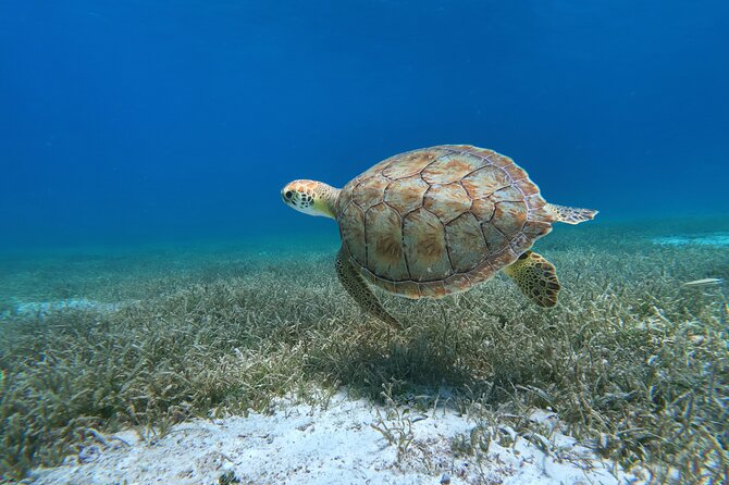 Aruba Turtle Spotting Snorkeling Adventure - Key points at a glance