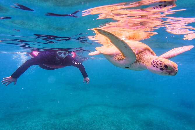 Aruba Turtle Spotting Snorkeling Adventure - What the one-hour outing feels like