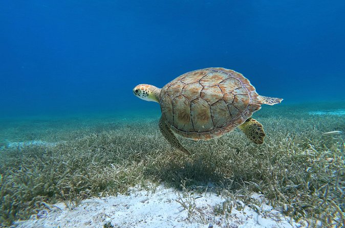 Aruba Turtle Spotting Snorkeling Adventure - Swimming with turtles without chasing them