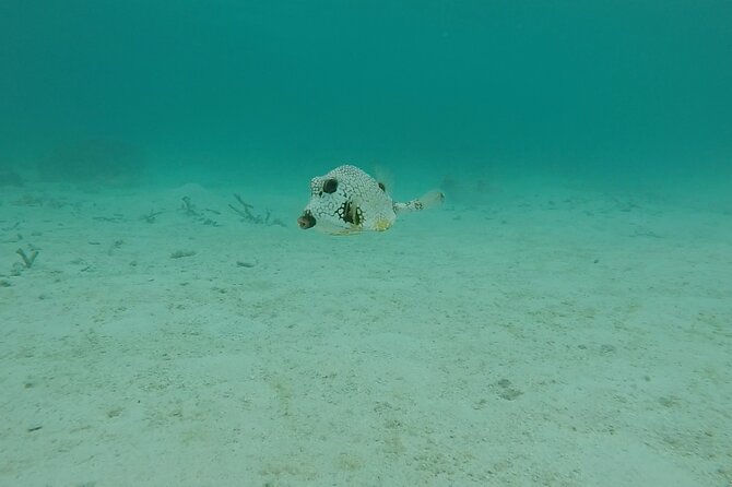 Aruba Turtle Spotting Snorkeling Adventure - Photos and underwater video add real value