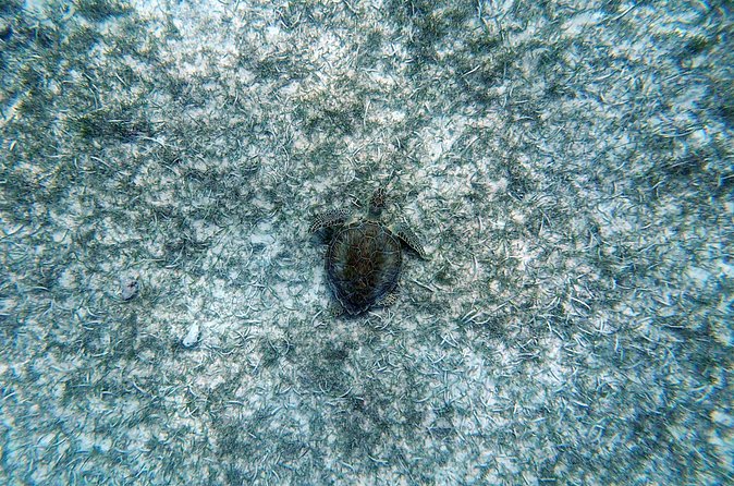 Aruba Turtle Spotting Snorkeling Adventure - Timing, weather, and practical preparation