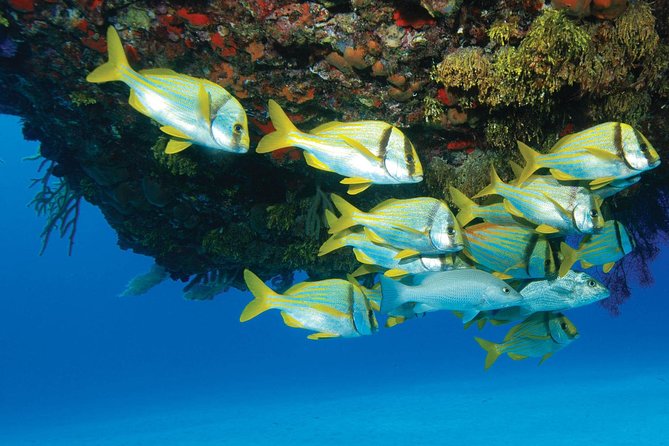 ATV Extreme and Snorkel Combo Tour from Cancun - A full adventure day from Cancun and Riviera Maya