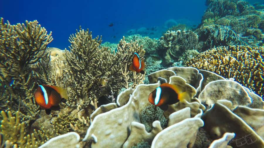 Bali: All-Inclusive Blue Lagoon & Tanjung Jepung Snorkeling - Tanjung Jepun: A Gentle First Session