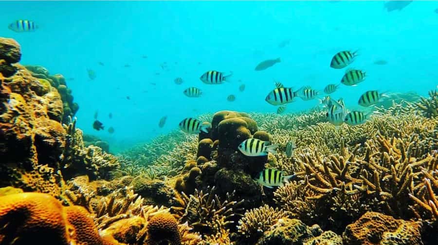 Bali: All-Inclusive Blue Lagoon & Tanjung Jepung Snorkeling - Extending the Day Beyond the Water