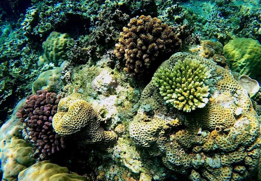 Bali: Amed, Jemeluk & Lipah Beach Snorkeling Adventure - Why Amed makes a good snorkeling base