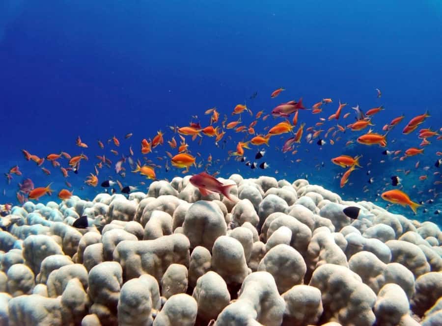 Bali/Amed: Underwater Temple Snorkeling Experience - Why Amed works so well for snorkeling