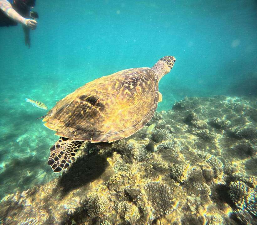 Bali: Blue Lagoon Snorkeling, Waterfall, and Plantation - What this $16 Bali day actually offers