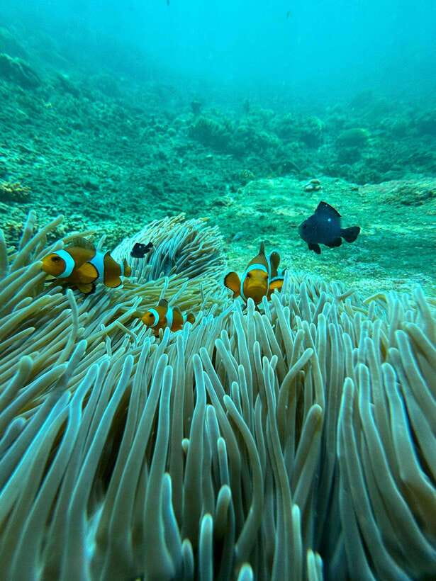 Bali: Blue Lagoon Snorkeling, Waterfall, and Plantation - Tanjung Jepun: a friendly first snorkel