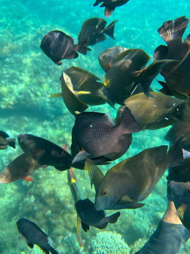 Bali: Blue Lagoon Snorkeling, Waterfall, and Plantation - The waterfall stop: a scenic break with crowds