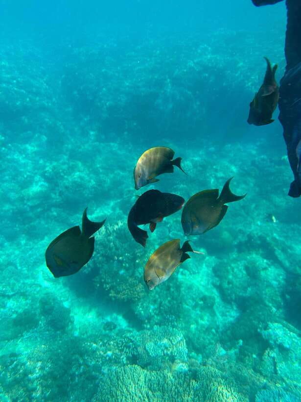 Bali: Blue Lagoon Snorkeling, Waterfall, and Plantation - Reaching Padang Bai by road and boat