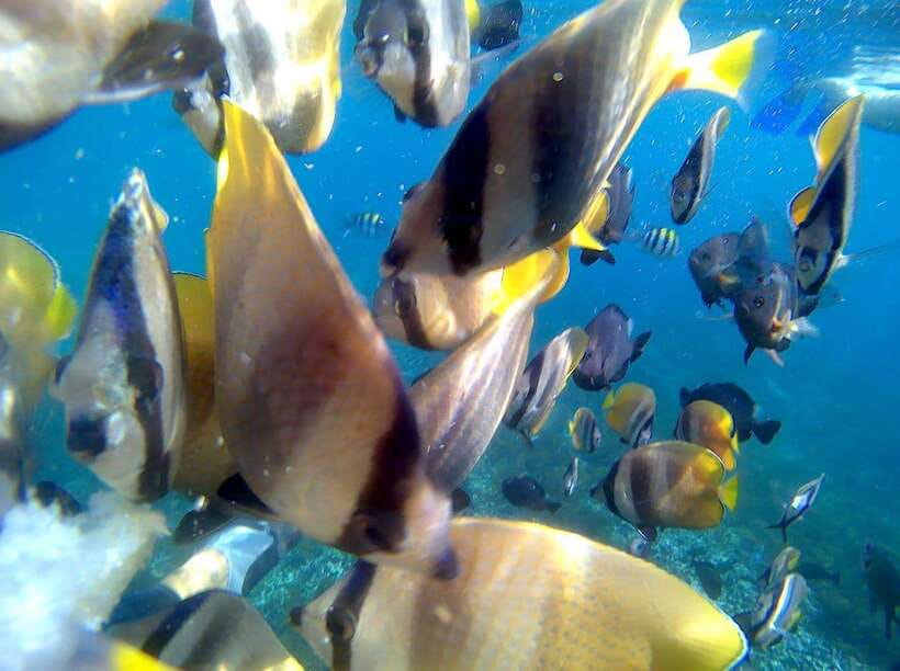 Bali: Blue Lagoon Snorkeling & Waterfall Tour - A full Bali day built around water and nature