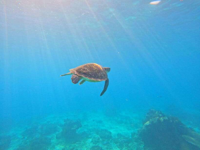 Bali: Blue Lagoon Snorkeling & Waterfall Tour - The guides and driving can shape your day