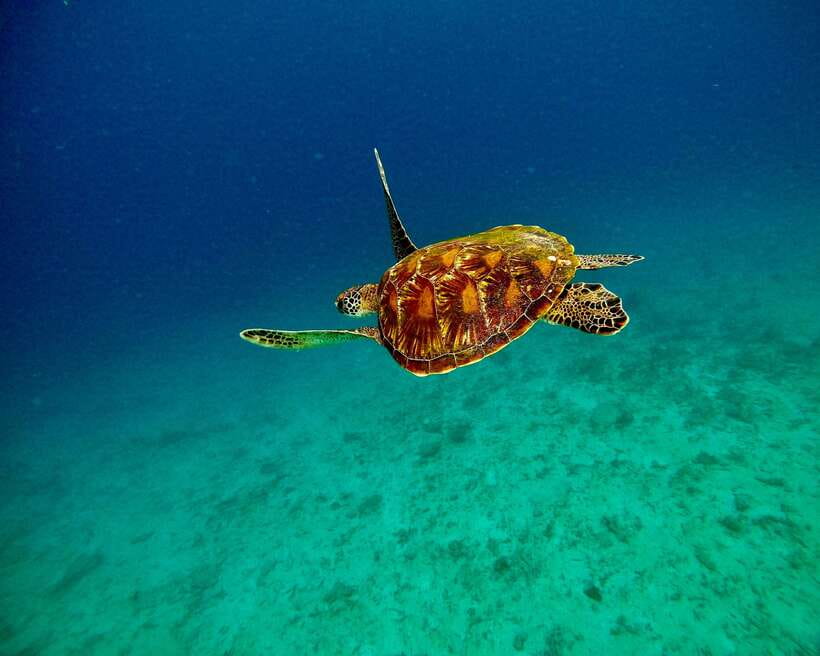Bali: Blue Lagoon & Tanjung Jepun Snorkeling & lunch - How to prepare for the eight-hour outing