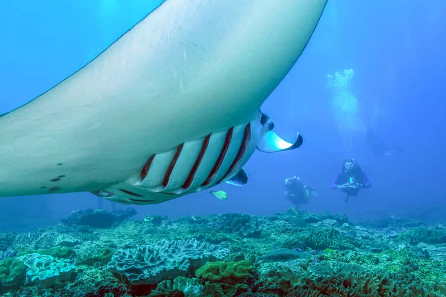 Bali: Full-Day Snorkeling Trip to Nusa Penida & Manta Point - What the seven-and-a-half-hour day looks like