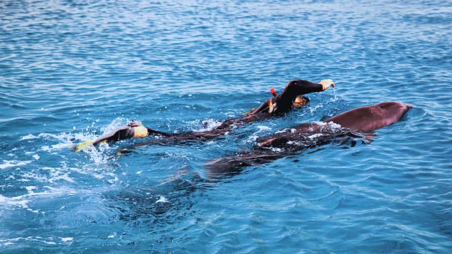 Bali/Lovina: Dolphin Snorkeling, Swimming & Waterfall Tour - Lovina at sunrise, with dolphins in the morning light