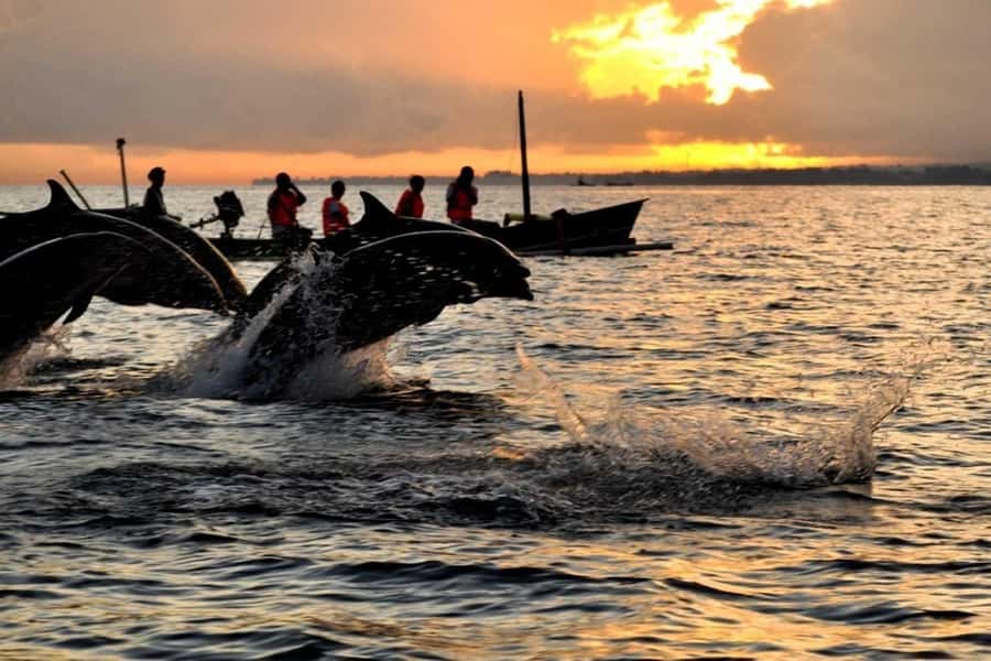 Bali/Lovina: Dolphin Snorkeling, Swimming & Waterfall Tour - What swimming with dolphins really means here