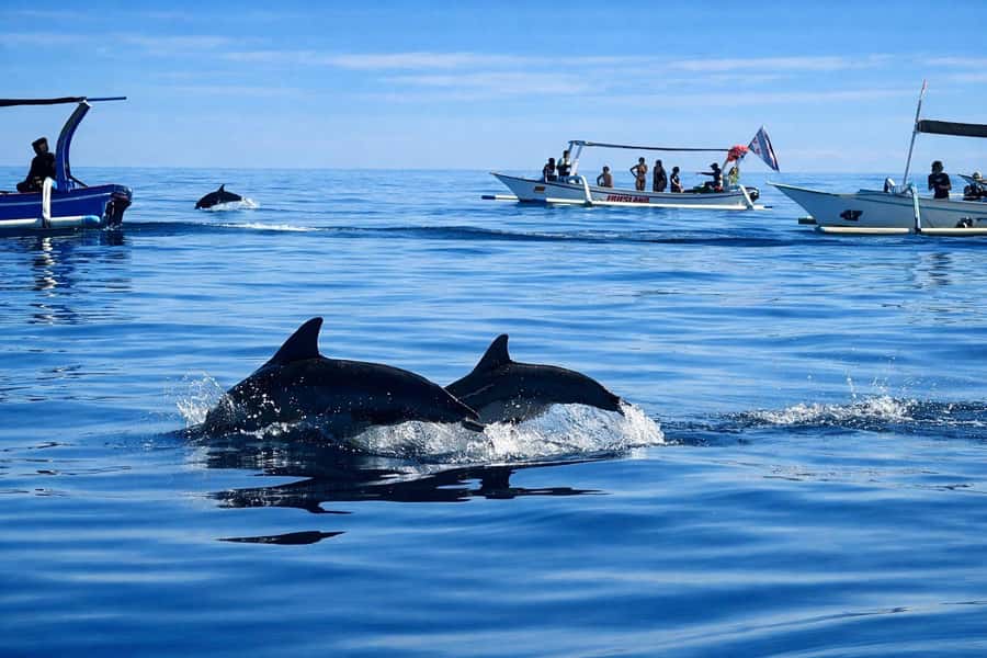 Bali/Lovina: Guided Dolphin Watching & Sunrise Boat Snorkel - Key Points to Know Before You Go