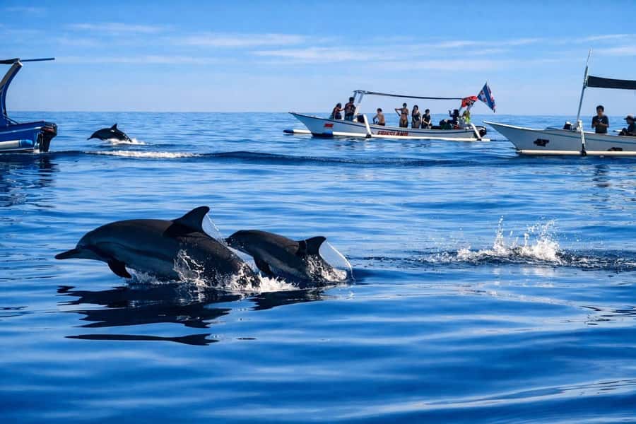 Bali/Lovina: Guided Dolphin Watching & Sunrise Boat Snorkel - Swimming Beside the Dolphins