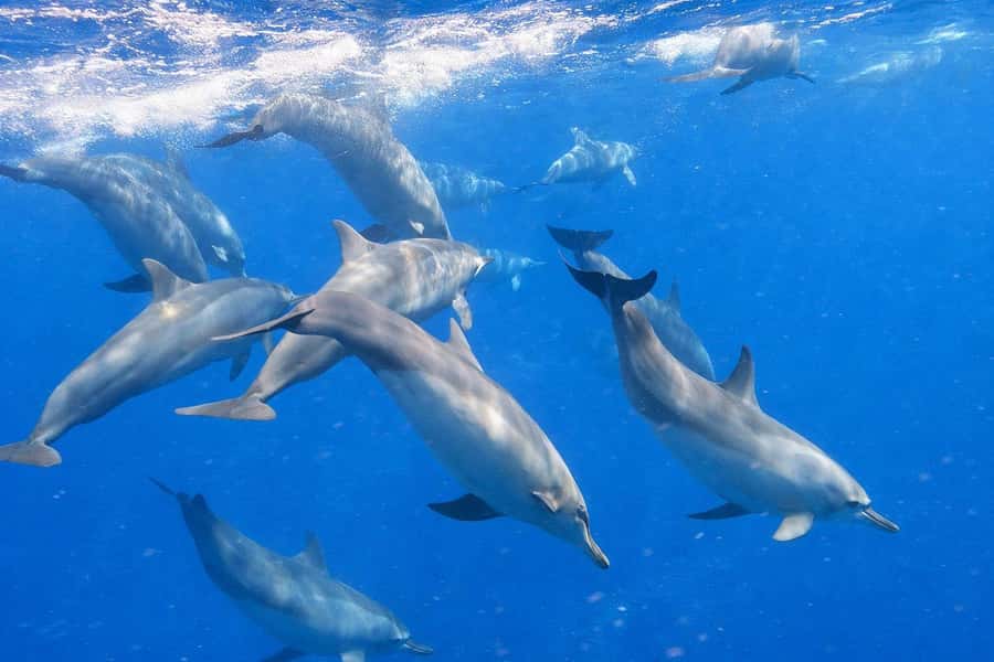 Bali/Lovina: Guided Dolphin Watching & Sunrise Boat Snorkel - Snorkeling After the Dolphin Search