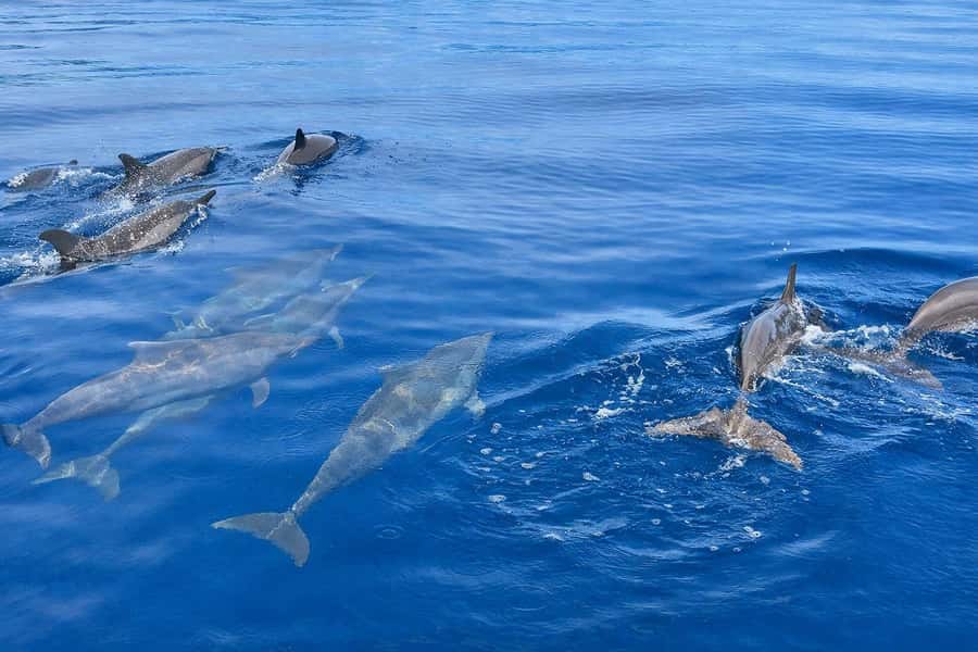 Bali/Lovina: Guided Dolphin Watching & Sunrise Boat Snorkel - What the $18 Price Really Includes