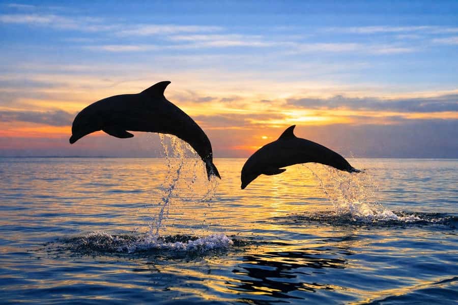 Bali/Lovina: Guided Dolphin Watching & Sunrise Boat Snorkel - Small Details That Make the Morning Easier
