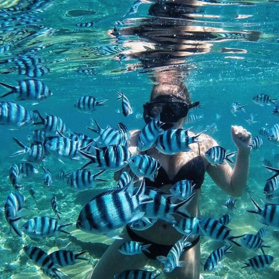 Bali/Nusa Dua: Snorkeling, Glass Boat Ride & Turtle Center - One hour snorkeling in Nusa Dua