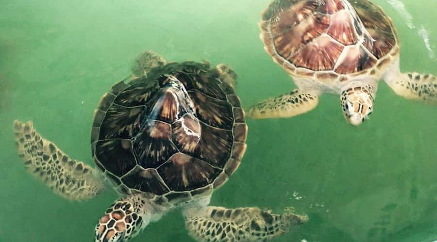 Bali/Nusa Dua: Snorkeling, Glass Boat Ride & Turtle Center - What I like most about the experience