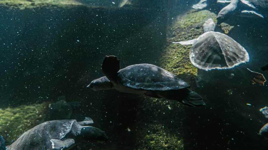 Bali/Nusa Dua: Snorkeling, Glass Boat Ride & Turtle Center - Starting at Padawa Watersport