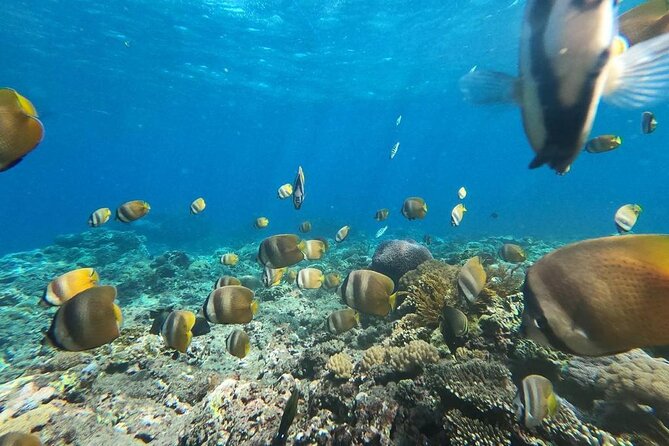 Bali Nusa Penida and Private Snorkeling (Manta Bay, Gamat, Wall) - Kelingking Beach and the famous cliff view