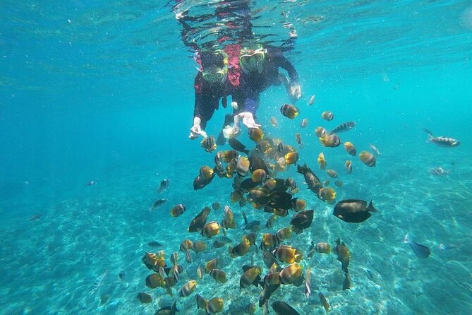 Bali Nusa Penida and Private Snorkeling (Manta Bay, Gamat, Wall) - Manta Bay and the limits of wildlife tours