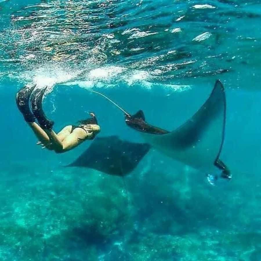 Bali: Nusa Penida Full-Day Trip with Snorkeling - Key points to know before booking