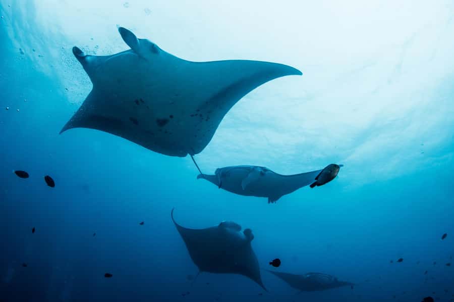 Bali/Nusa Penida: Manta Point Snorkel Boat & West Coast Tour - A $29 day built around manta rays