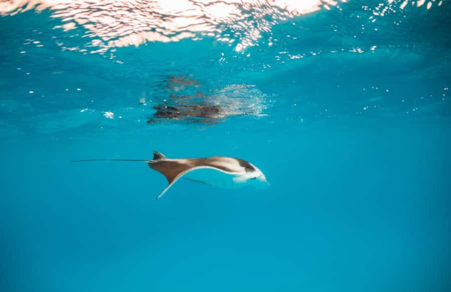 Bali/Nusa Penida: Manta Point Snorkel Boat & West Coast Tour - The roads and the pace