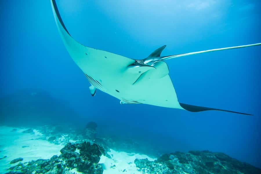 Bali: Nusa Penida Speedboat Trip with Snorkeling and Tour - Lunch at Amarta Penida