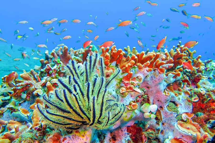 Bali: Padangbai Blue Lagoon Snorkeling Day Trip - Morning pickup and the Sanur briefing