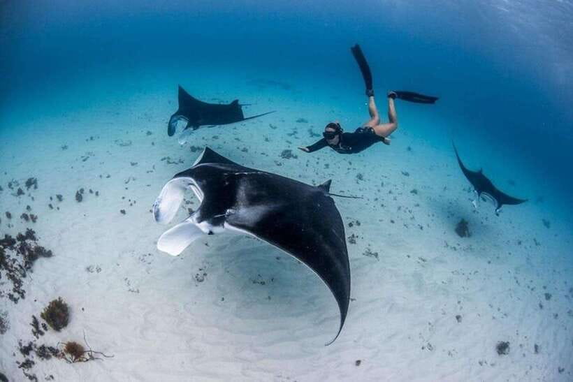 Bali: Private Snorkeling at Manta Point Nusa Penida - Why Manta Point is worth the trip from Bali