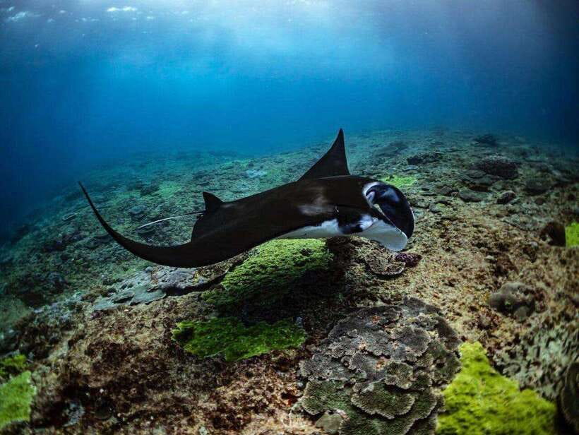 Bali: Private Snorkeling at Manta Point Nusa Penida - The Wall adds a short third stop