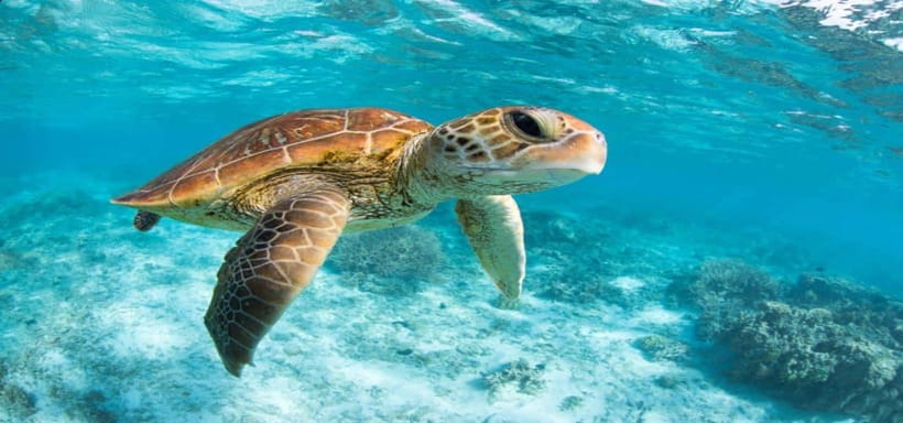 Bali: Private Snorkeling at Manta Point Nusa Penida - Guides, pickup, and the private feel
