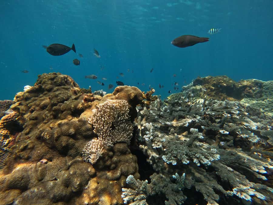 Bali: Snorkeling Blue Lagoon 2 Spot & Lunch optional Village - What the $16 price really gives you