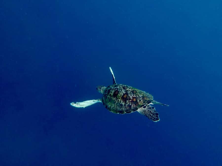 Bali: Snorkeling Blue Lagoon 2 Spot & Lunch optional Village - Blue Lagoon Bay, a gentle first look underwater
