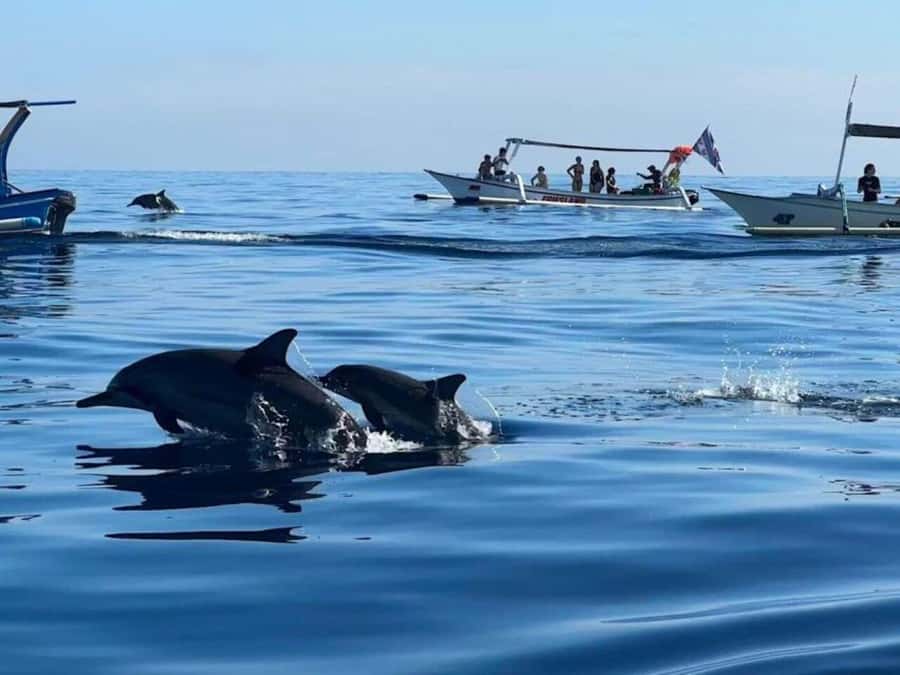 Bali: Watching Dolphin, Swimming & Snorkeling Tour - Why Lovina is worth the early start